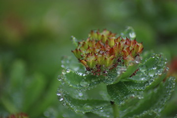 dew on flower