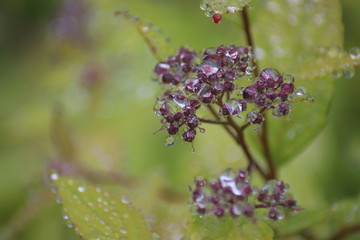 flowers in the garden