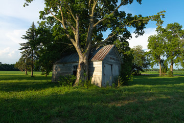 Wooden shed and tree