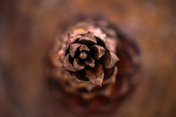 pinecone 5