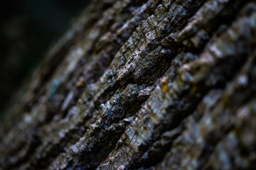 Tree bark 4