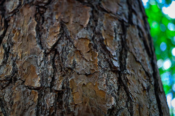 Tree bark 2