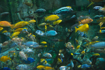 Naklejka na ściany i meble Fish and animals living under water in different climatic zones