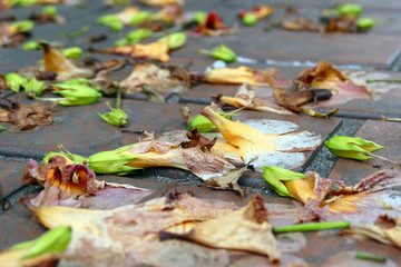雨の路面に落ちた花