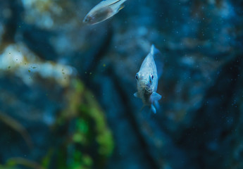Fish and animals living under water in different climatic zones