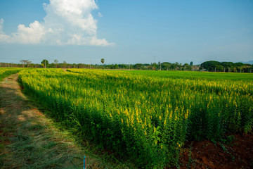 Obraz premium land scape of yellow flower field