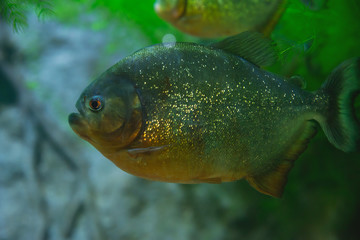 Fish and animals living under water in different climatic zones