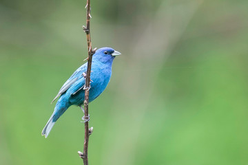 blue bird on a branch