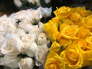 Rosas blancas y amarillas