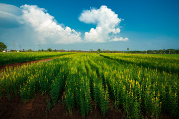 Obraz premium land scape of yellow flower field