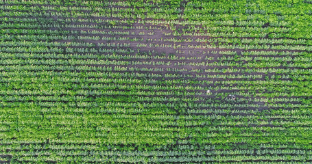 Obraz premium A field of sunflowers bloom at McKee Besher Wildlife Management Area in Poolesville, Maryland in the summertime.