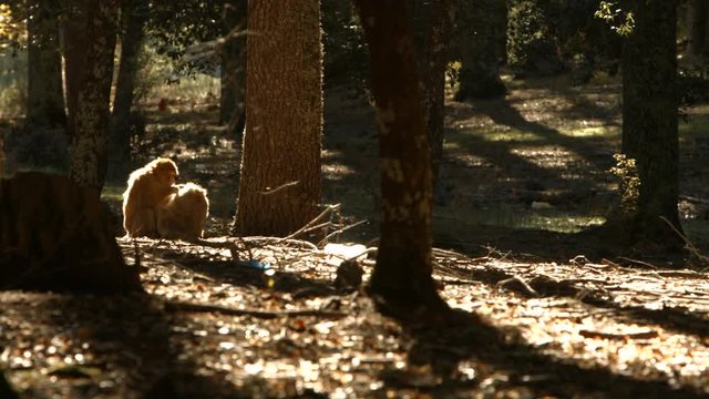 Macaque monkey in Azrou forest, Moroccan atlas.