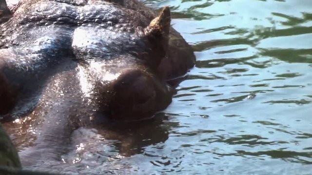 A large hippo cooling off in the water, closeup
