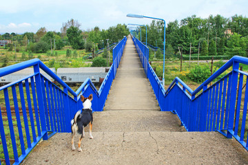 Fototapeta KRAKOW,POLAND - AUGUST 23, 2018: Dog is looking at the footbridge over the railway track obraz