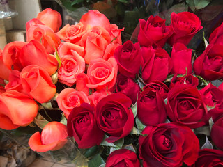 Rosas Rojas y Rosadas
