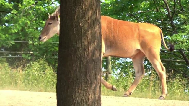 A lone antelope grazing in the hot sun,