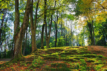 Beautiful autumn forest.