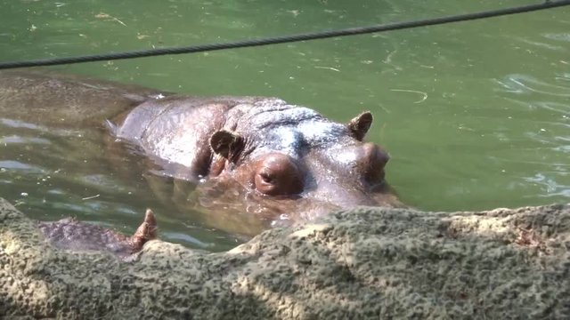 Closeup of a large hippo submerged in water.