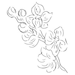 Vintage doodle illustration with black orchid on white background. Line art. Graphic, sketch drawing. Hand drawn botanical illustration. Vector orchid. Vector outline icon