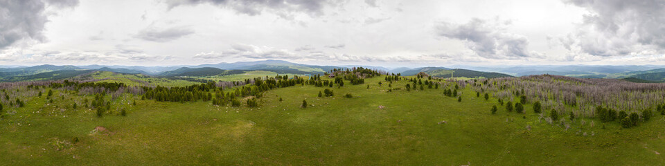 A landscape view of beautiful fresh green forest and  Altai mountain background.  Panoramic view of beautiful green forest in the Altai mountains