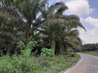 palm oil plantation in kluang, johor, malaysia