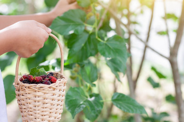 Hand holding fresh mulberry in a rattan basket in the garden.