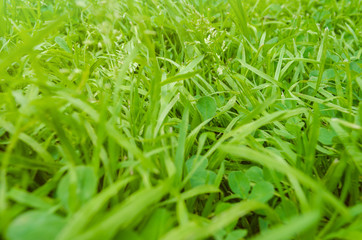 background, green grass on the field
