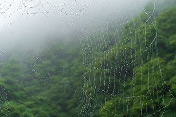 雨の蜘蛛の巣
