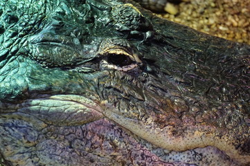 Crocodile, alligator - close-up photograph