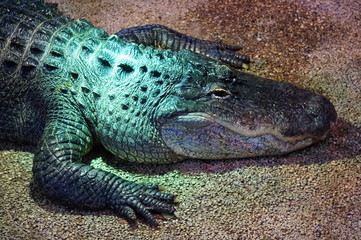 Crocodile, alligator - close-up photograph