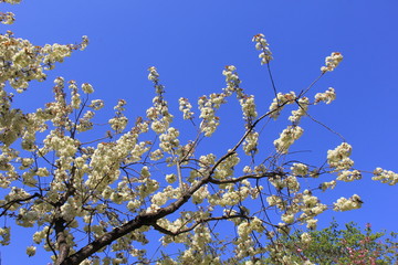 春の風景/満開の桜/弘前公園の鬱金(青森県)