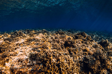 Underwater scene with corals and fish in blue ocean. Underwater background