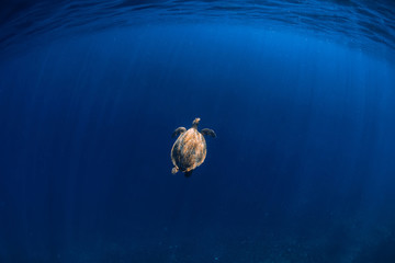 Sea turtle in blue ocean. Green sea turtle at the depth