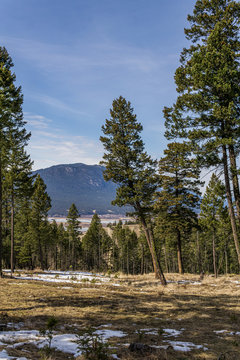spring time at canadian rocky mountain park with snow and green trees.