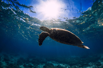 Turtle glides in blue ocean. Green sea turtle underwater