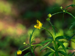 Flower in the forest with yellow Bud on blurred background Forest flower with yellow Bud on blurred background