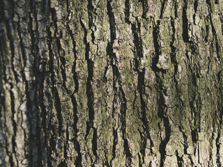 The tree bark is illuminated by the sun Background wood texture picture of a bark tree