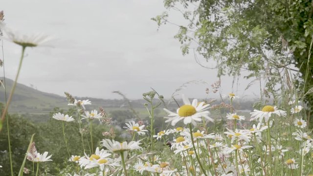 Slow Motion push in shot of Tanacetum cinerariifolium rocking gently in a sea breaze in North Wales, UK