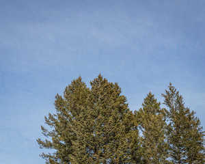 Fototapeta na wymiar evergreen pine trees against the sky on a sunny day.
