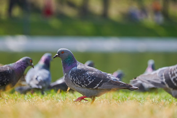 Photo pigeon close up. Gray dove walking on the grass.