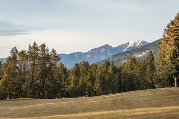 spring time at canadian mountain park with yellow grass and green trees.