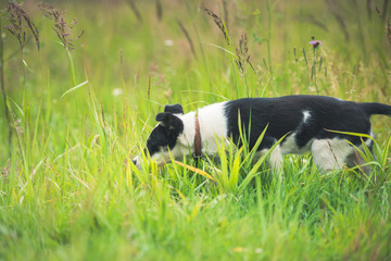 Naklejka na ściany i meble Happy young puppy in the grass on a Sunny summer day