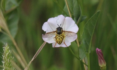 bee on flower