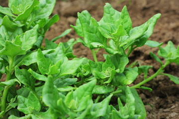 Tetragonia tetragonioides, New Zealand spinach growing in garden