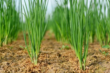 Onion trees are growing