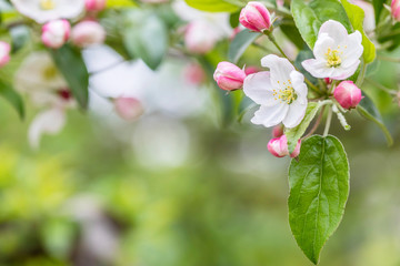 Pink and white apple blossom flowers on tree in springtime