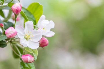 Pink and white apple blossom flowers on tree in springtime - Powered by Adobe