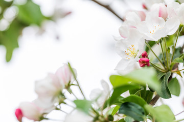 Fototapeta na wymiar Pink and white apple blossom flowers on tree in springtime