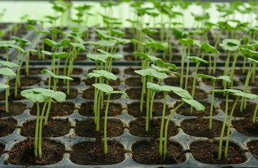 Vegetable seedlings in the nursery