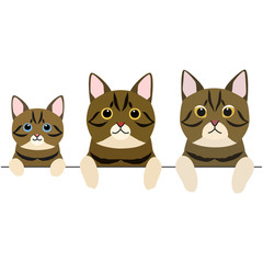 three generations of short hair cats border